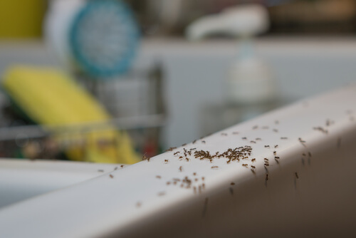 ako sa zbavit mravcov