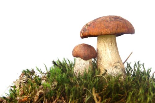 Mushrooms on moss