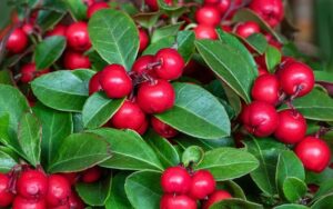 Gaultheria. Pôdopokryvná rastlina do tieňa