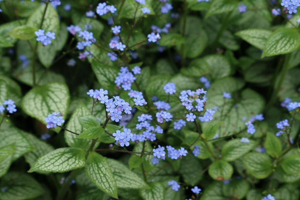 Brunnera
