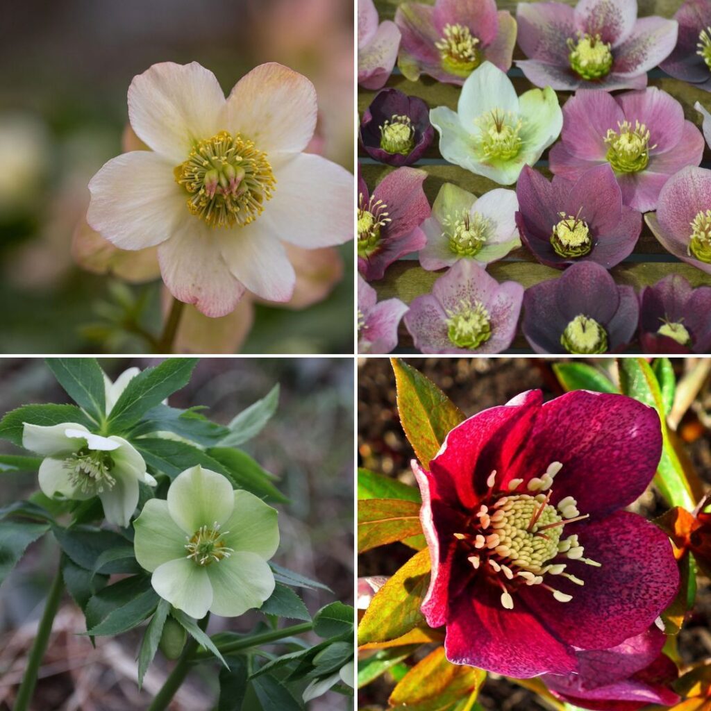 Čemerice-helleborus