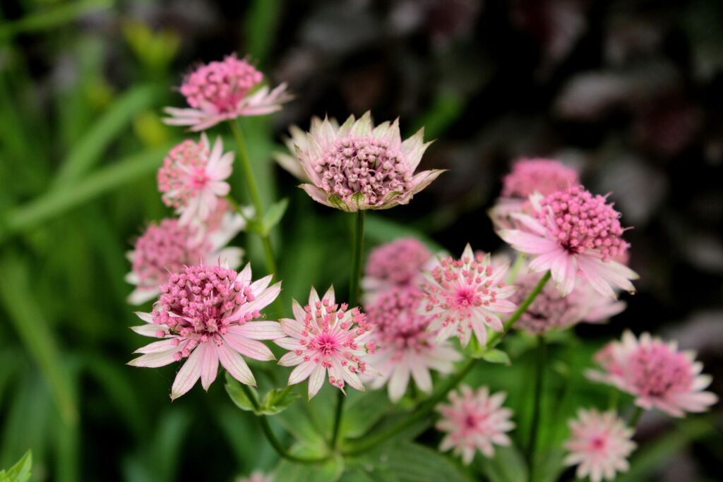 Jarmanka astrantia major