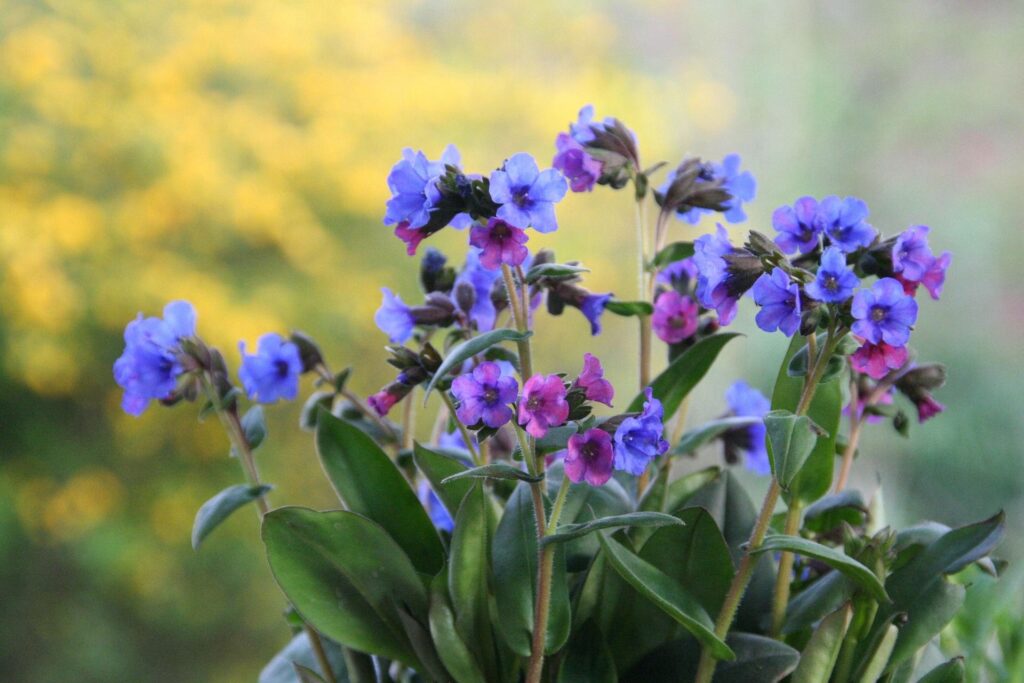 Pulmonaria pľúcnik