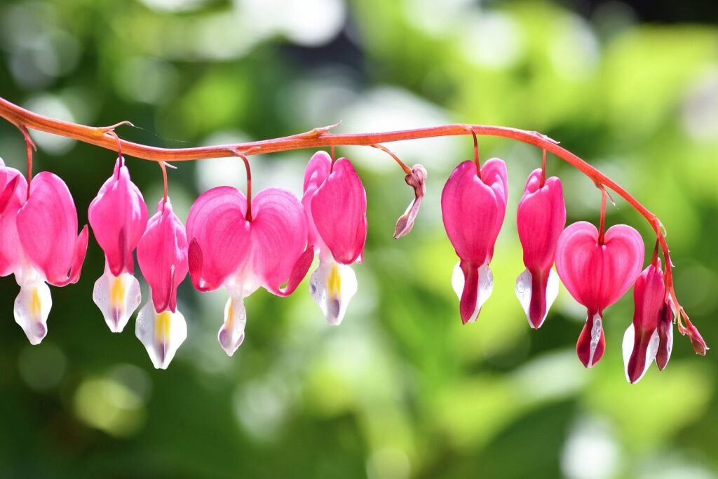 Srdcovka dicentra spectabilis