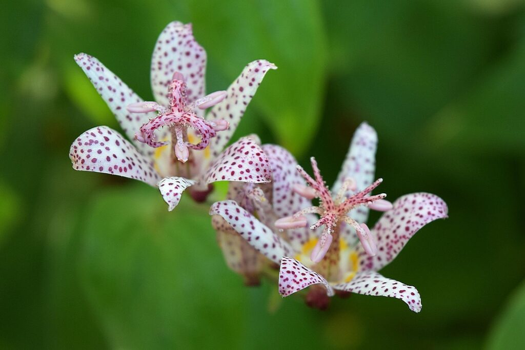 Tricyrtis ľaliovka