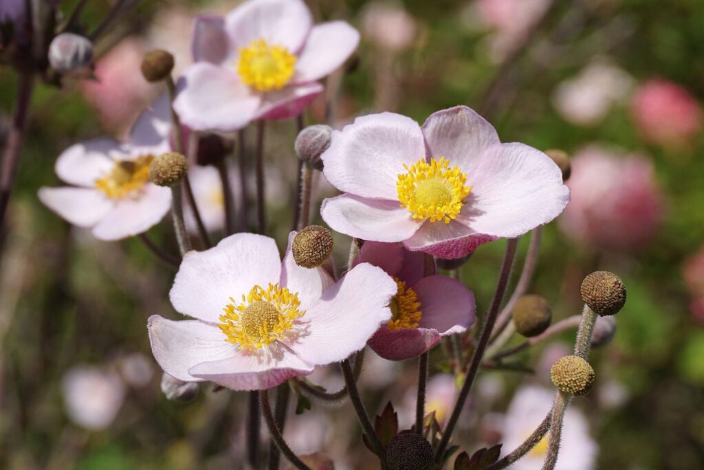 Veternica japonská anemone hybrida
